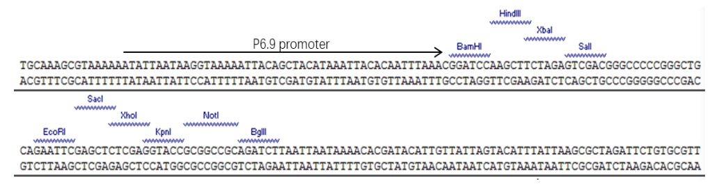 pIAT1多克隆位點MCS
